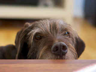 Hunde im Büro: Wie Agenturen damit umgehen Hunde im Büro: Wie Agenturen damit umgehen