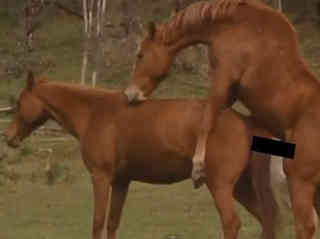 Treibt's wie die Tiere: Der neue Peta-Spot von Fallon Treibt's wie die Tiere: Der neue Peta-Spot von Fallon