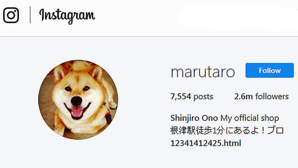 Akitas sind besonders niedliche Hunde - und Rüde Maru überzeugt im Social Web. 