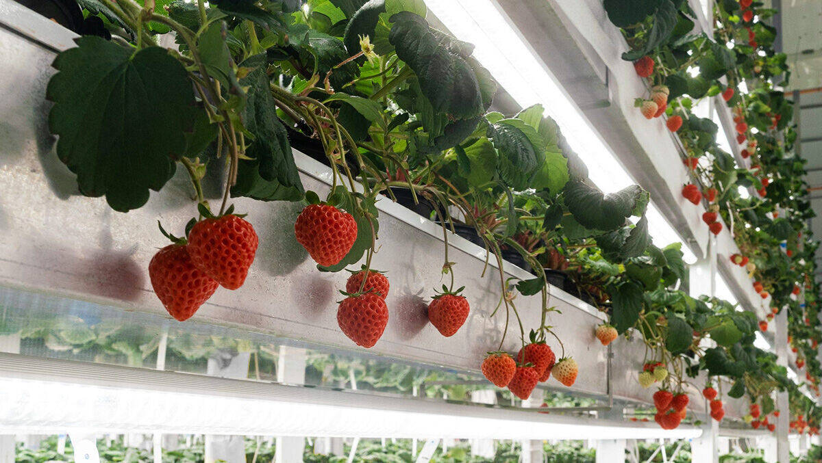Japanische Erdbeeren aus vertikalen Gärten in den USA: So funktioniert das Beeren-Business.